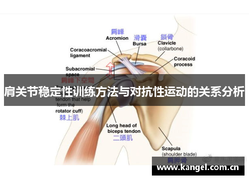 肩关节稳定性训练方法与对抗性运动的关系分析